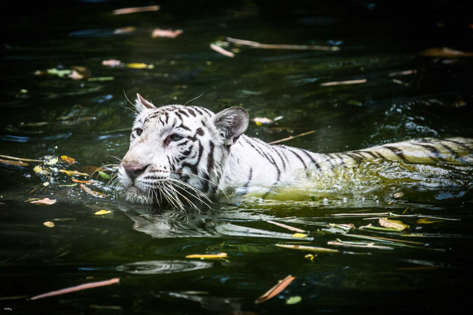 group flight booking